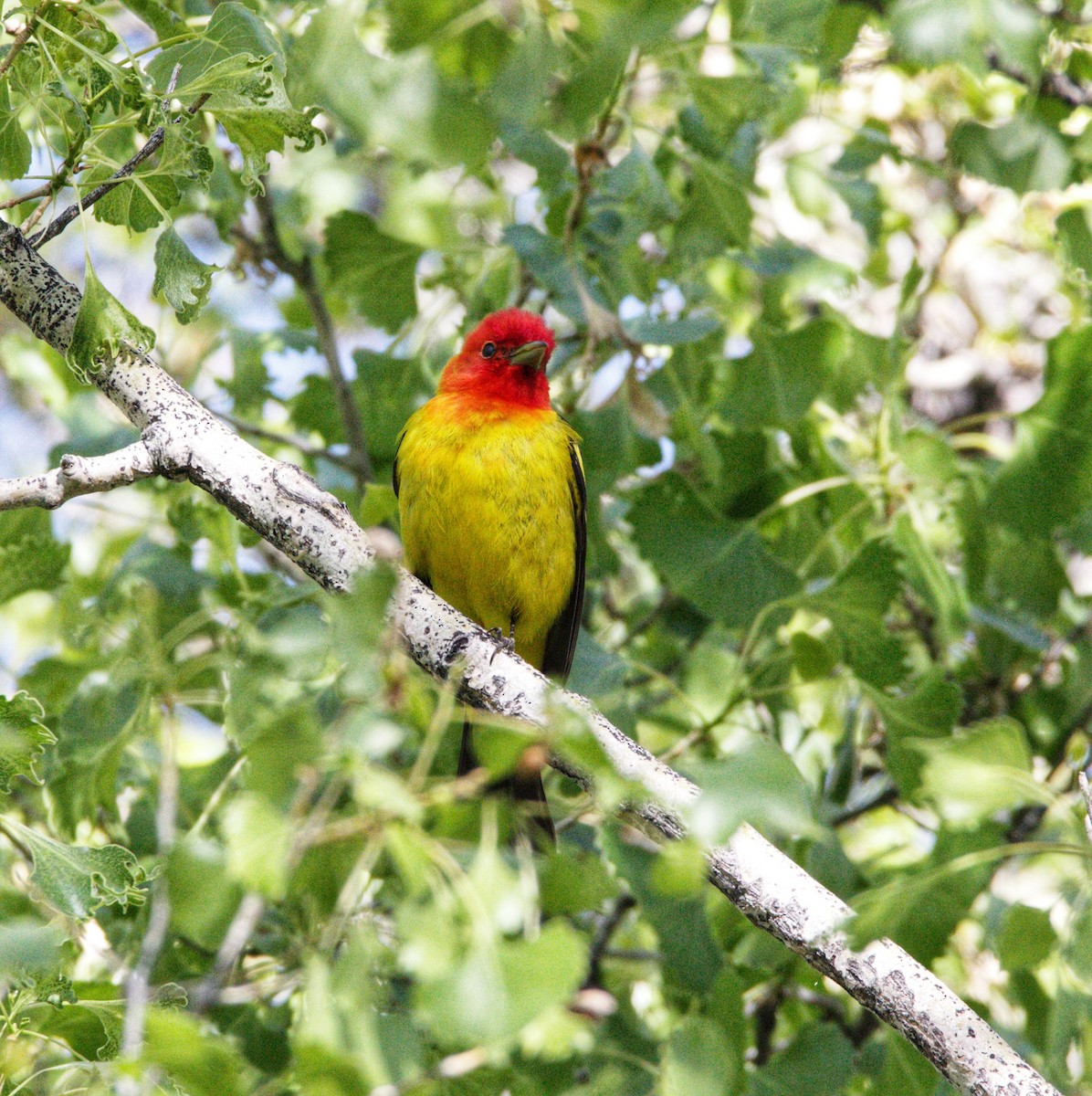 Western Tanager - Abraham Bowring