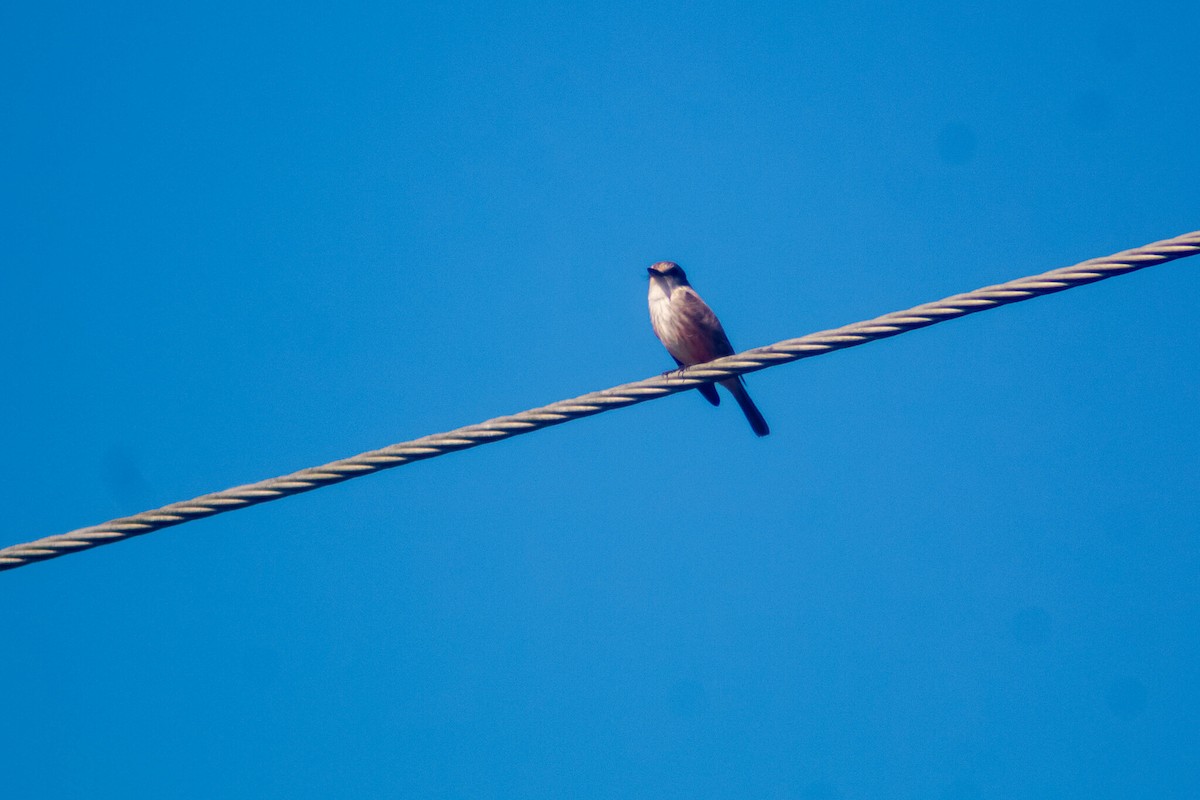 Vermilion Flycatcher - Manuel de Jesus Hernandez Ancheita