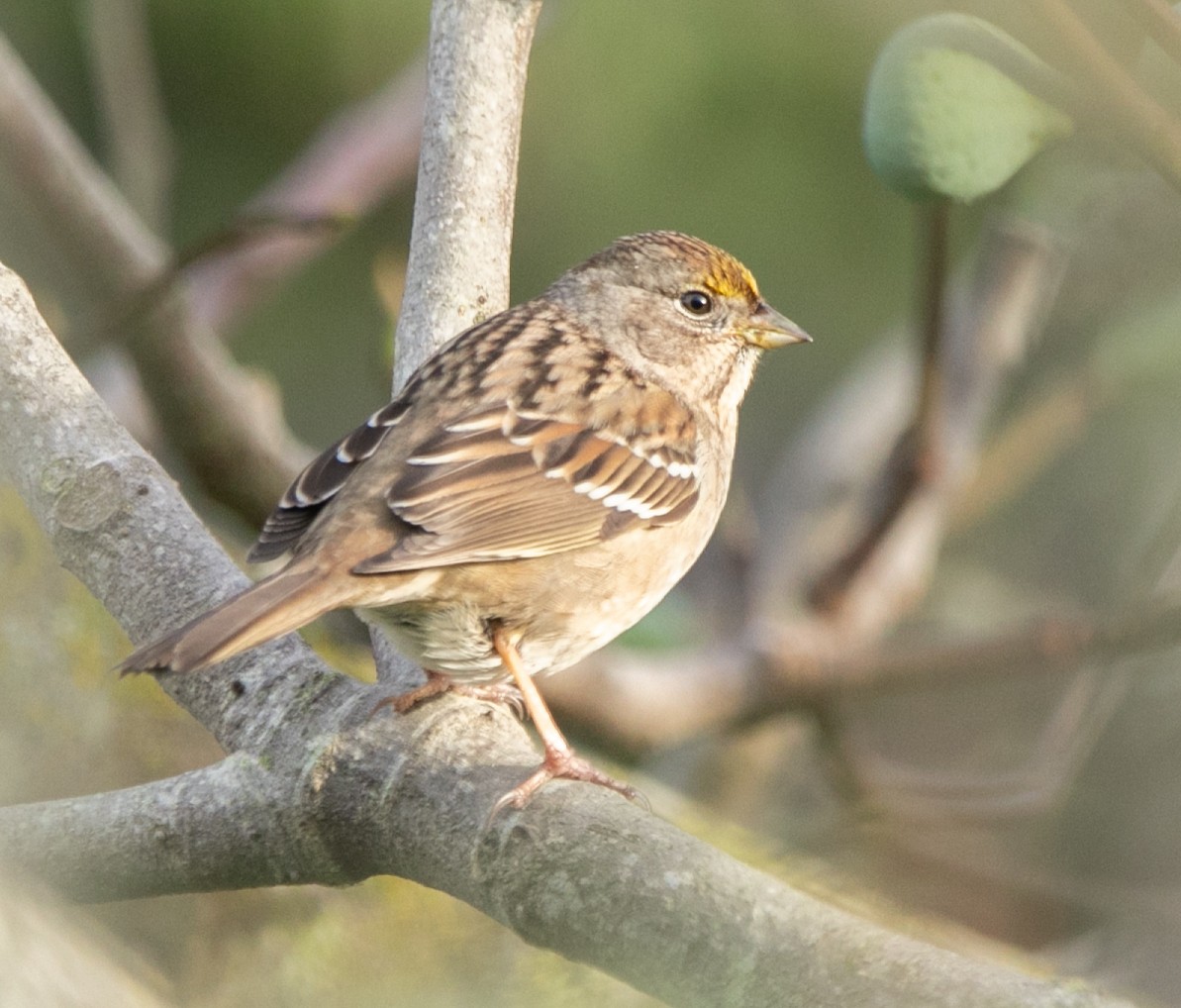 Golden-crowned Sparrow - Hoeckman's Wildlife