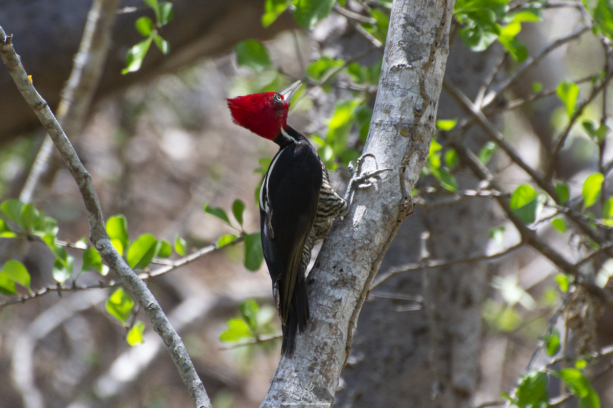 Pale-billed Woodpecker - Daniela Candia