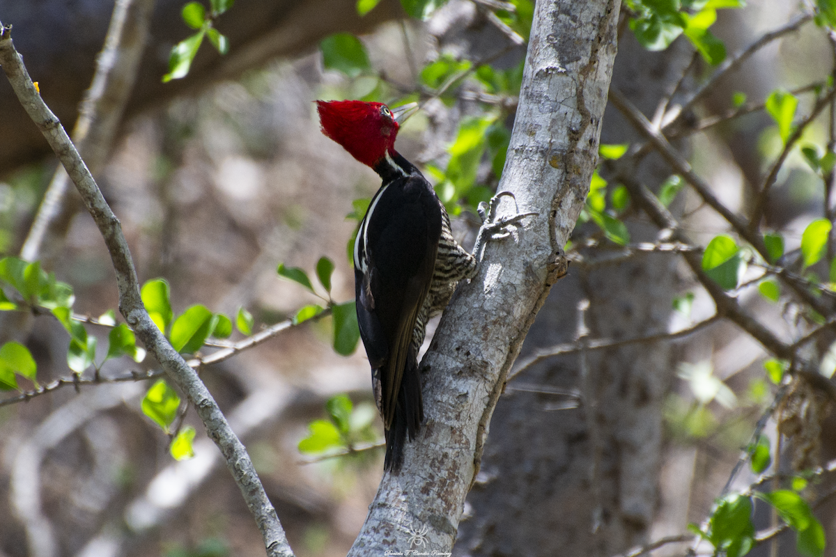 Pale-billed Woodpecker - Daniela Candia