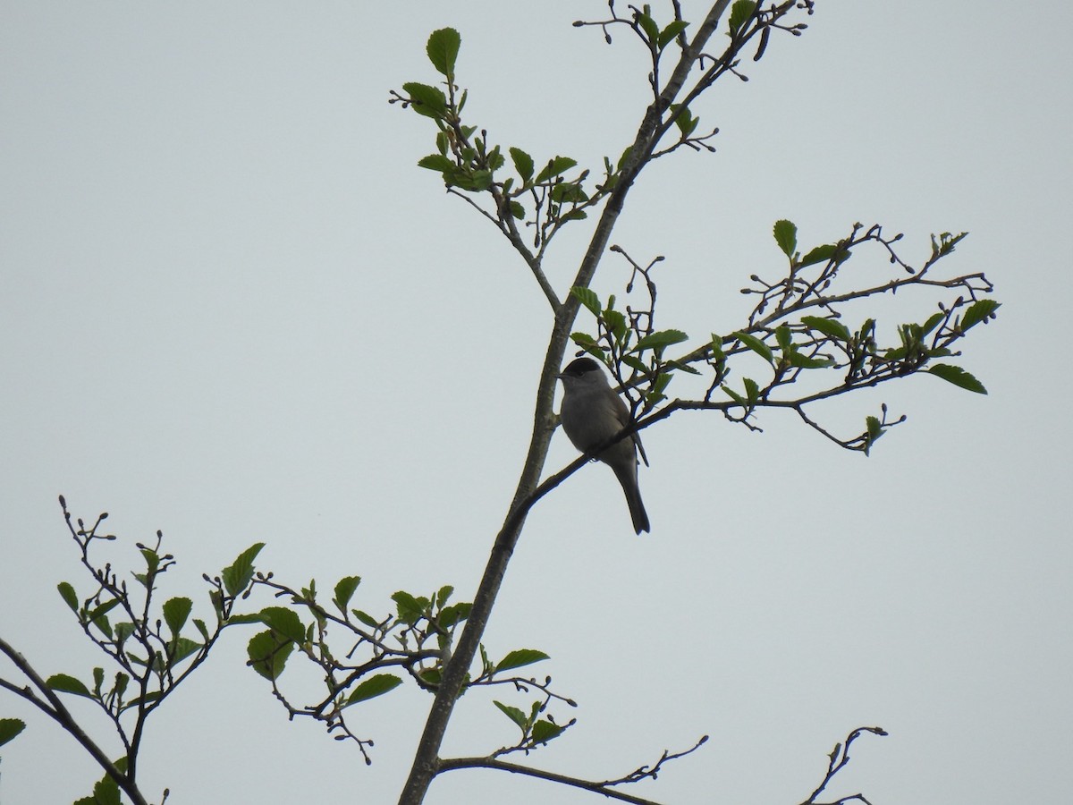 Eurasian Blackcap - ML619138888