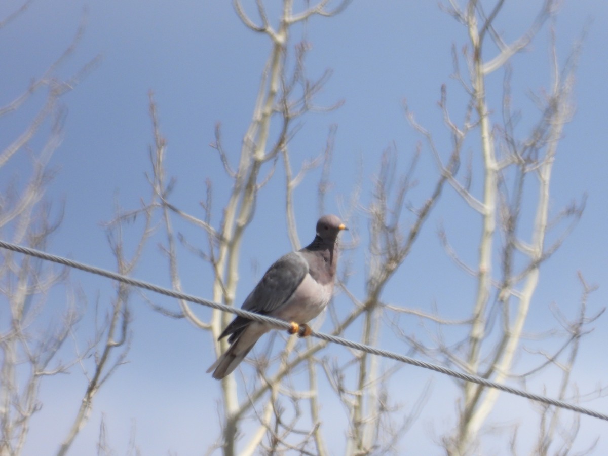 Band-tailed Pigeon - Alan Ketcham