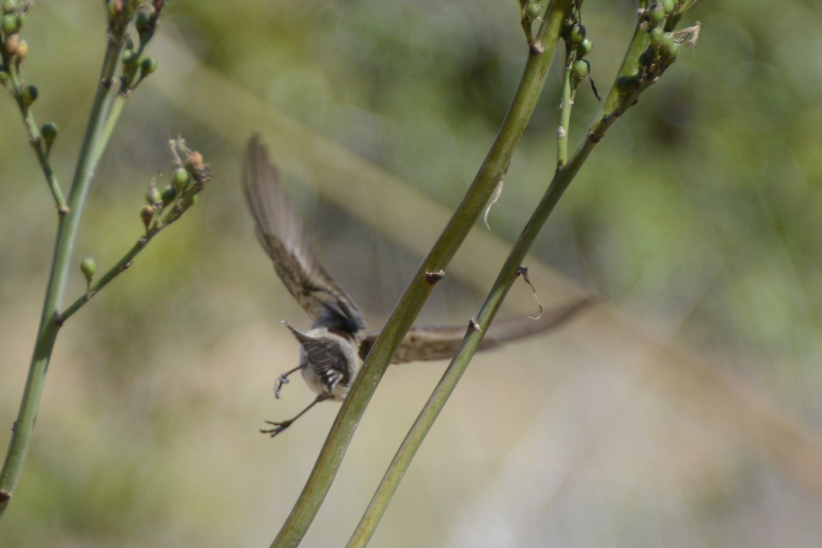 European Pied/Collared Flycatcher - Daniel López-Velasco | Ornis Birding Expeditions