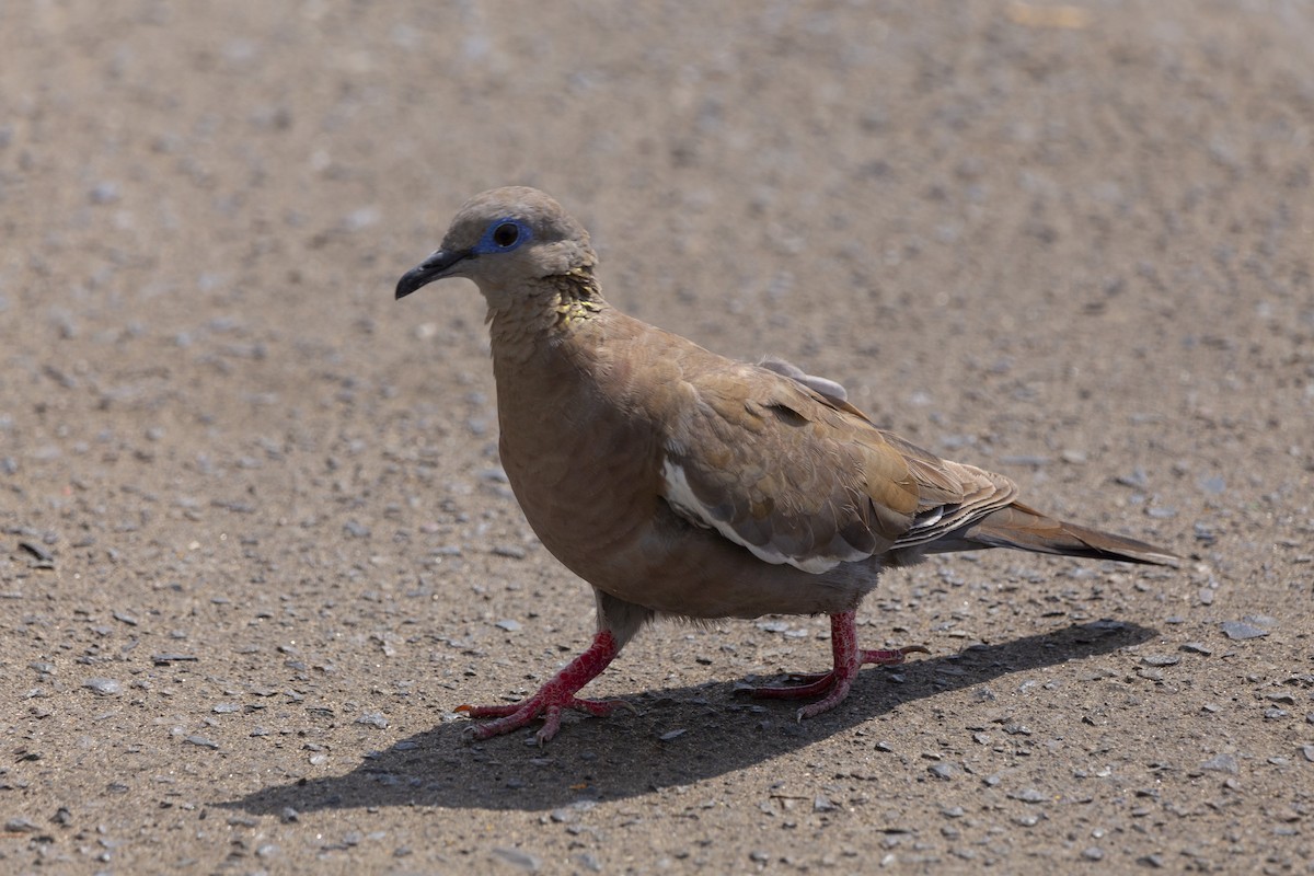 West Peruvian Dove - Steven Dammer