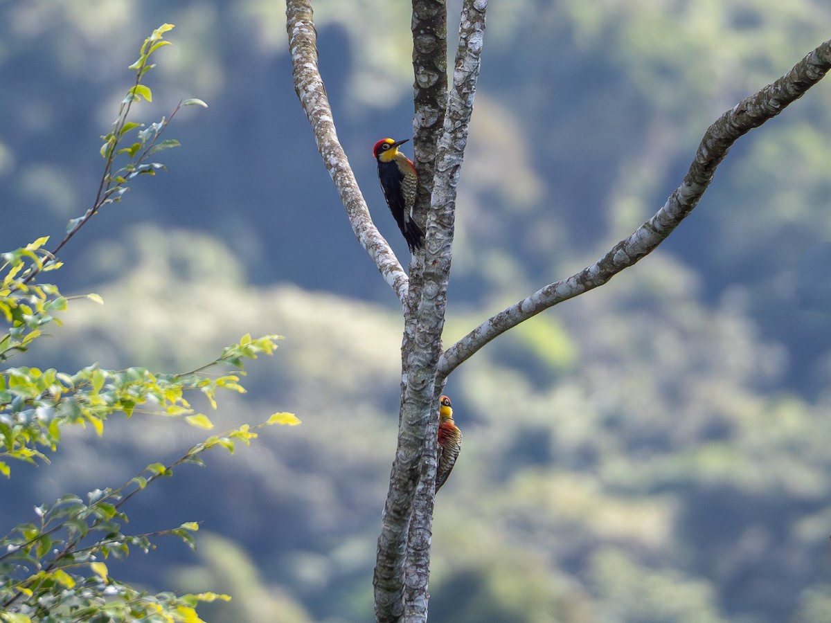 Yellow-fronted Woodpecker - Vitor Rolf Laubé