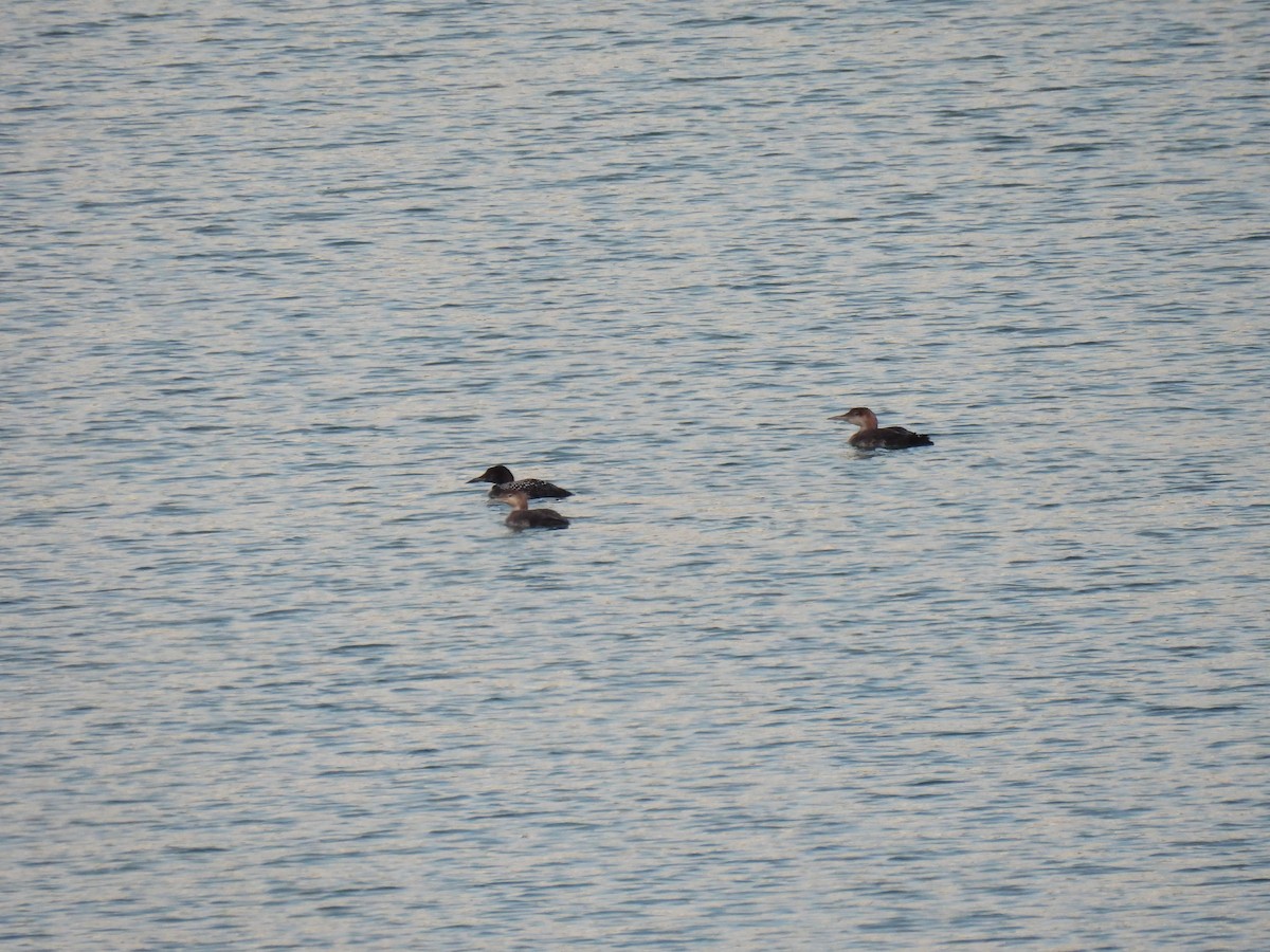 Common Loon - Kathy Caminiti