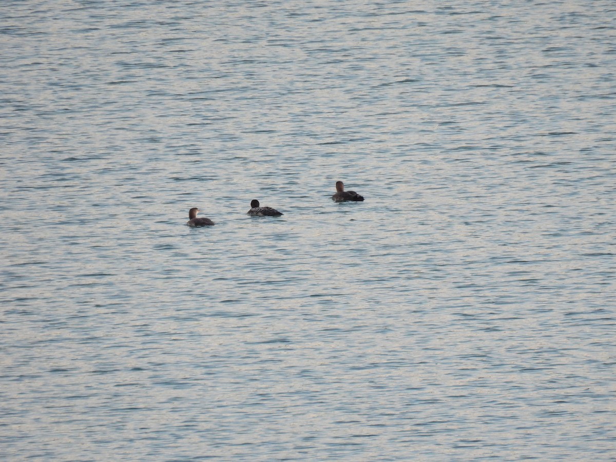 Common Loon - Kathy Caminiti