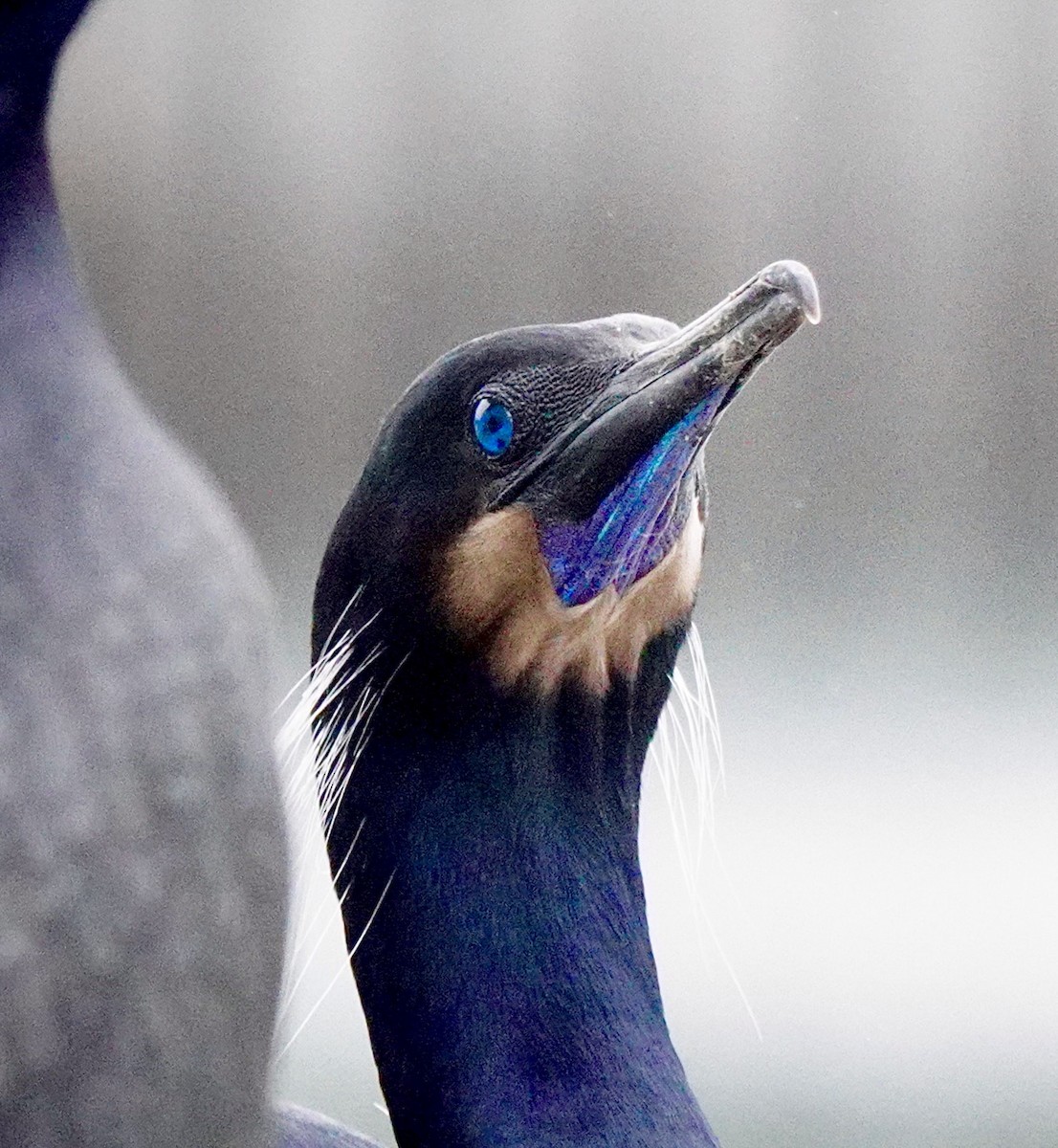 Brandt's Cormorant - maxine reid