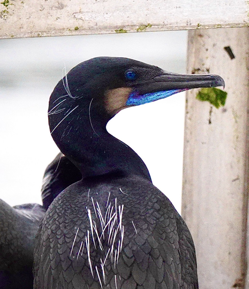 Brandt's Cormorant - maxine reid