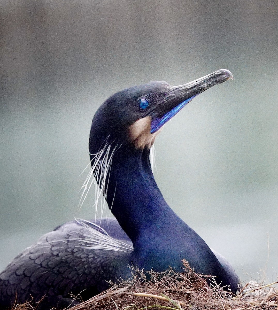 Brandt's Cormorant - maxine reid