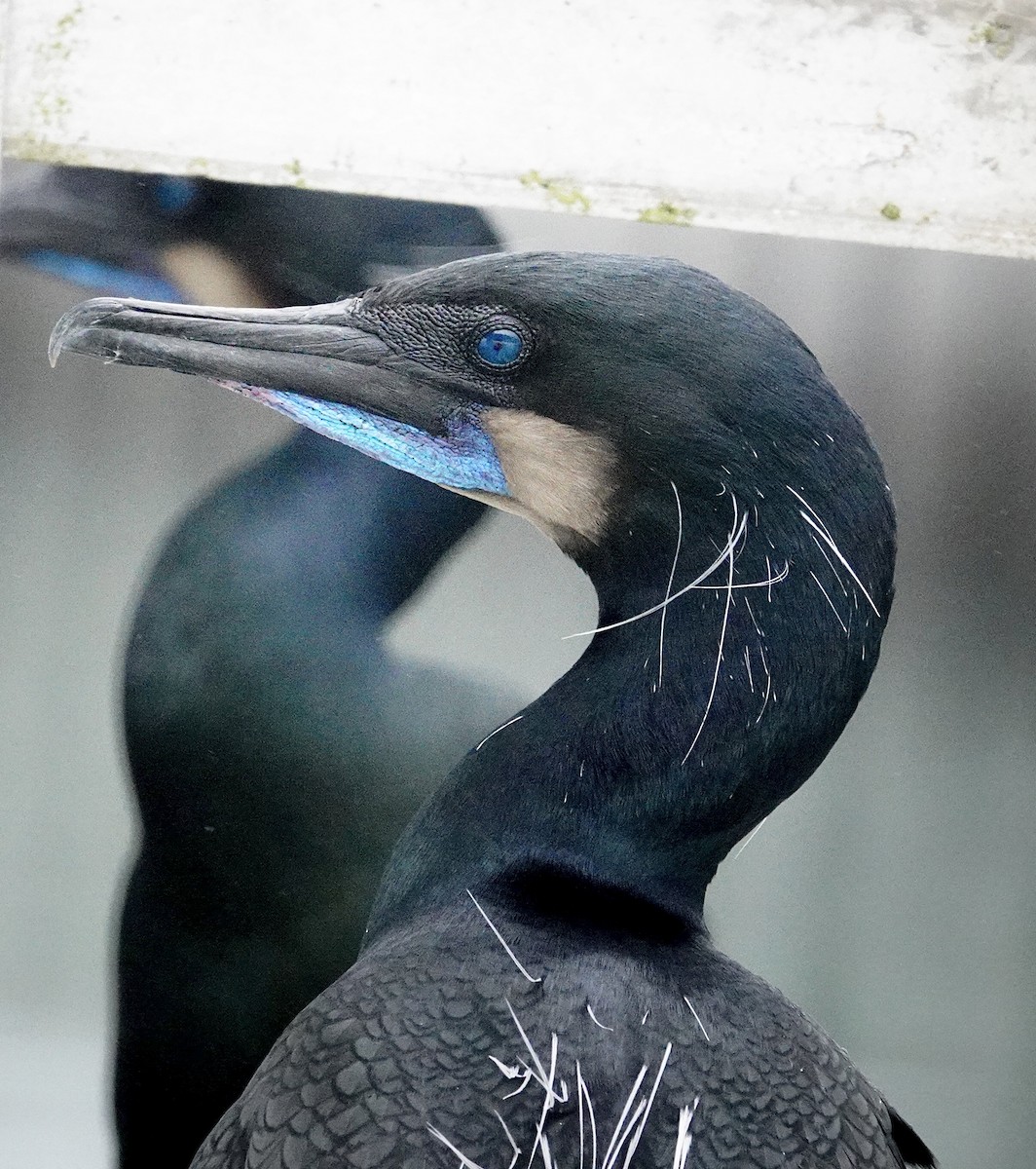 Brandt's Cormorant - maxine reid