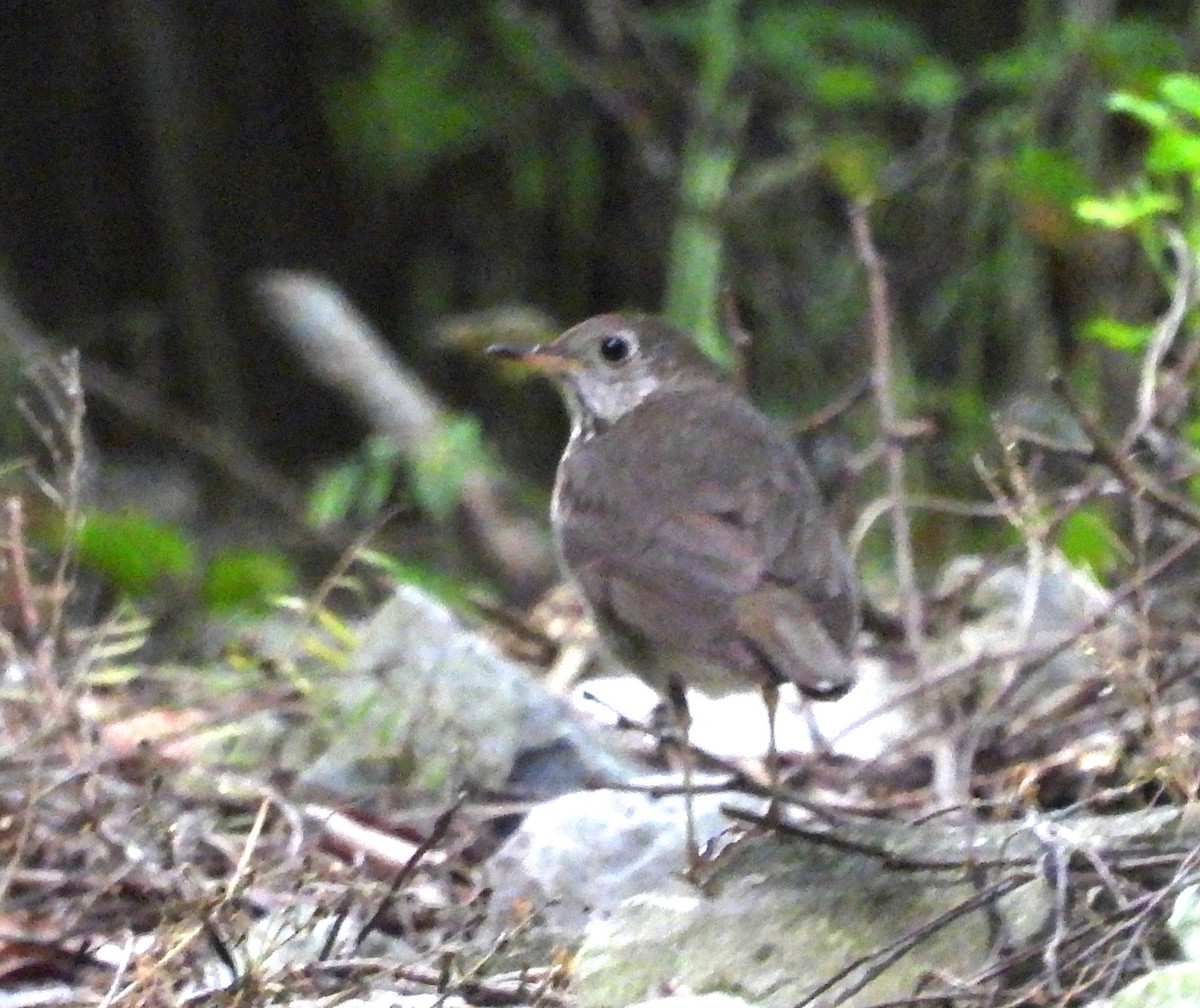 Gray-cheeked Thrush - Roger Kroodsma