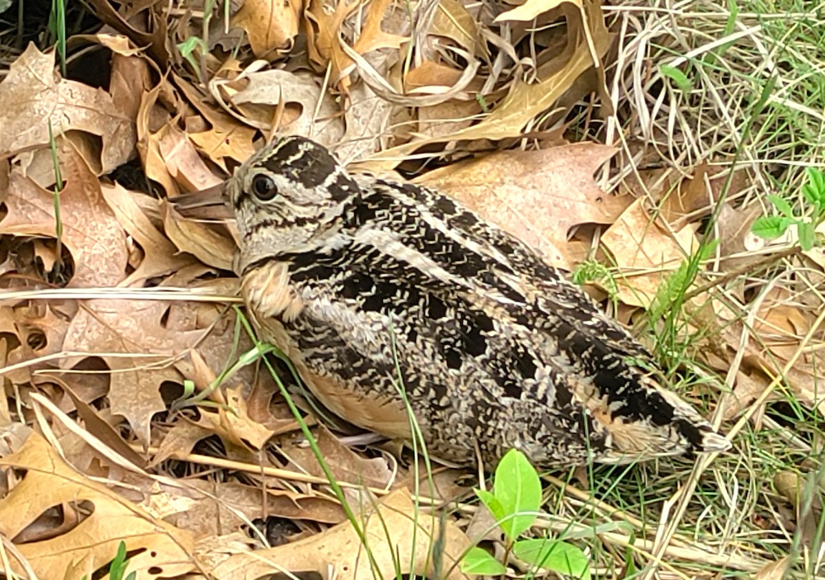 American Woodcock - Eric Walters