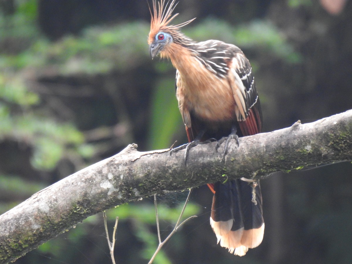 Hoatzin - Justin Harris