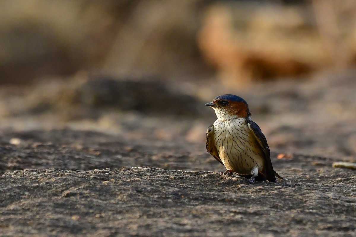 Red-rumped Swallow - Sathish Ramamoorthy