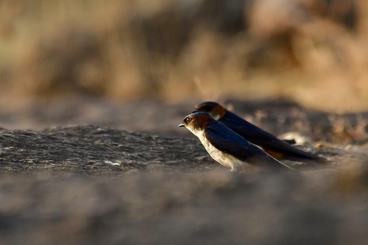 Red-rumped Swallow - Sathish Ramamoorthy