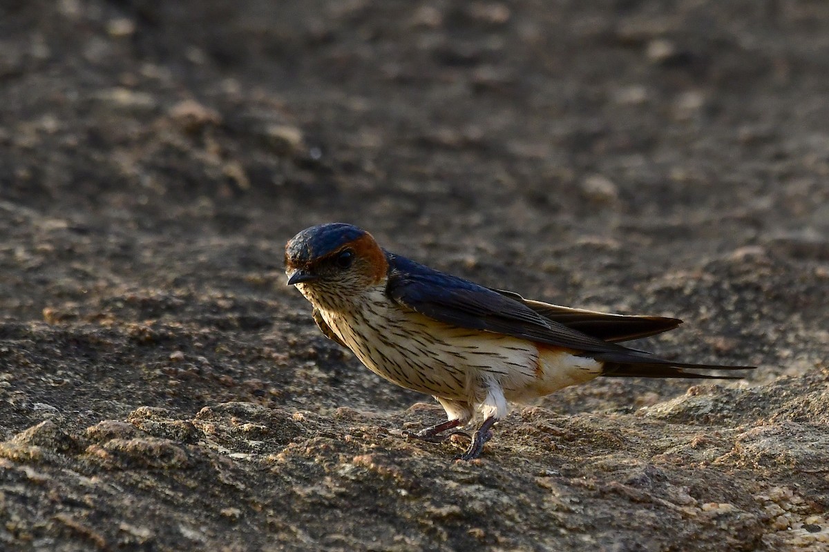 Red-rumped Swallow - Sathish Ramamoorthy