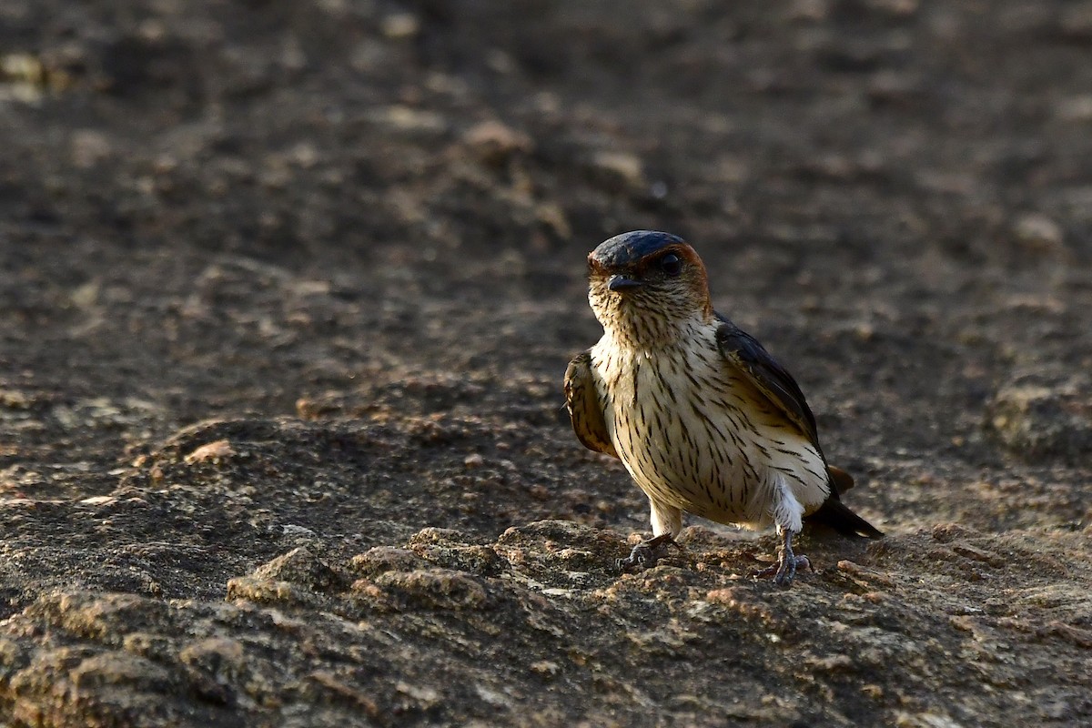 Red-rumped Swallow - Sathish Ramamoorthy