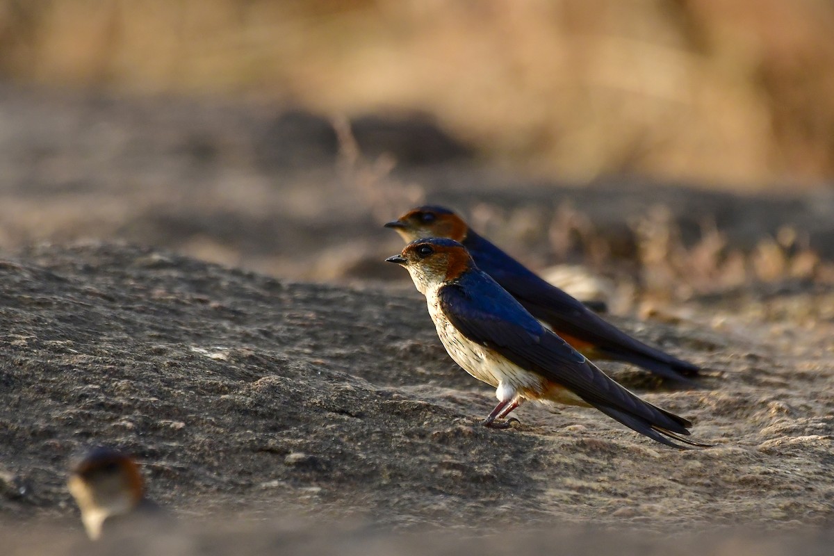 Red-rumped Swallow - Sathish Ramamoorthy