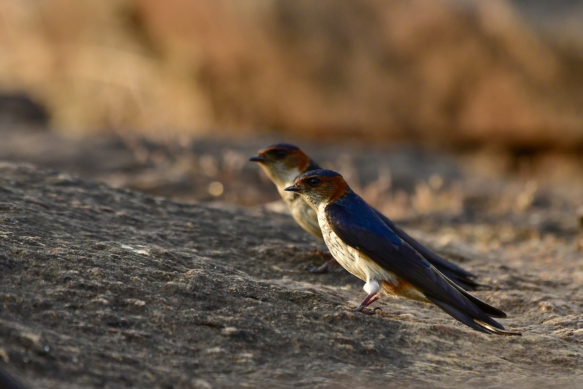 Red-rumped Swallow - Sathish Ramamoorthy