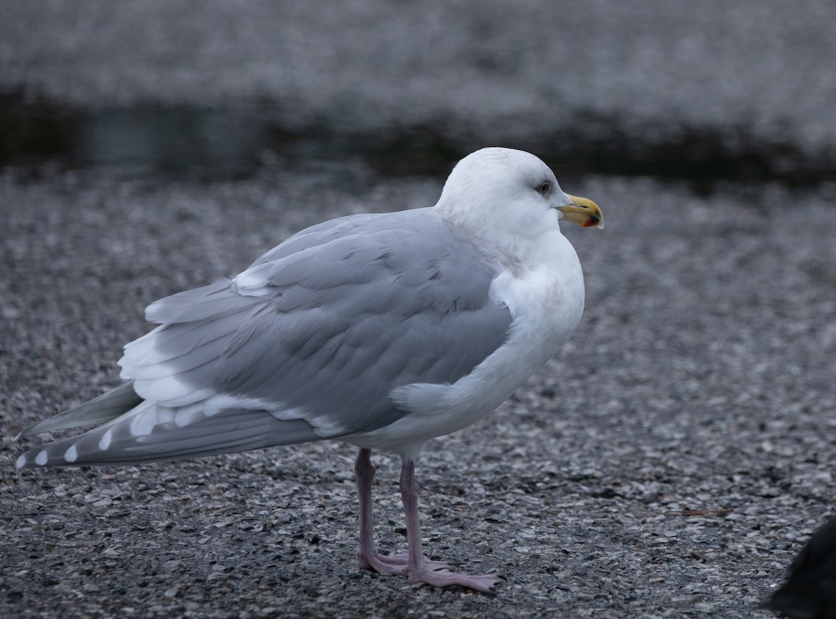 Glaucous-winged Gull - Hoeckman's Wildlife