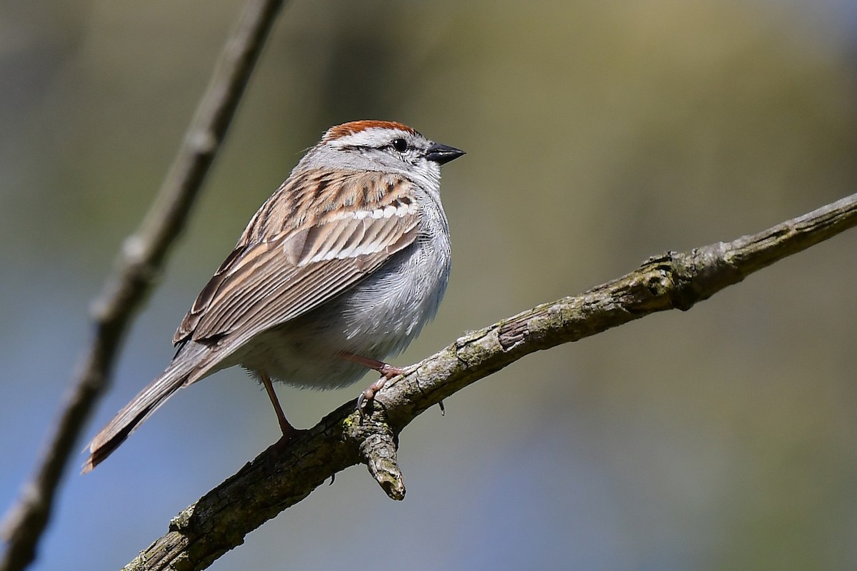 Chipping Sparrow - Aubrey  Robson