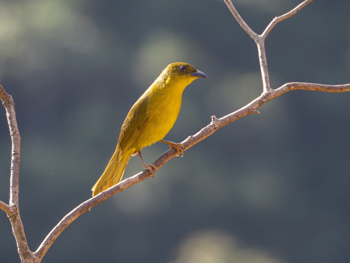 Olive-green Tanager - Vitor Rolf Laubé