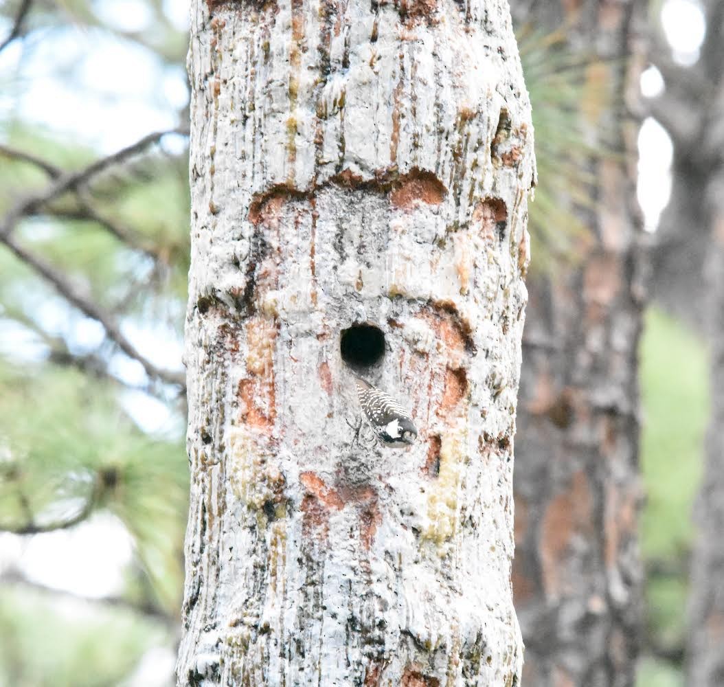 Red-cockaded Woodpecker - Colin Krug