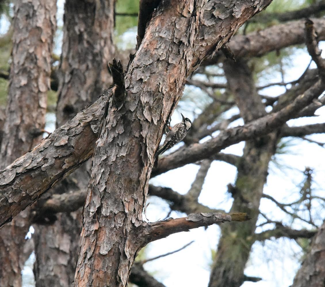 Red-cockaded Woodpecker - Colin Krug