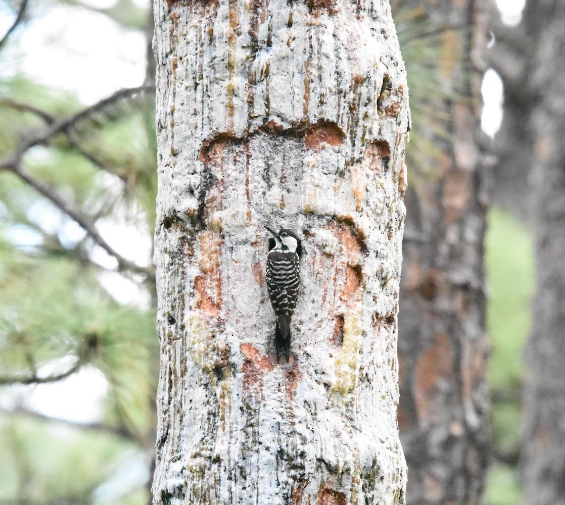 Red-cockaded Woodpecker - Colin Krug