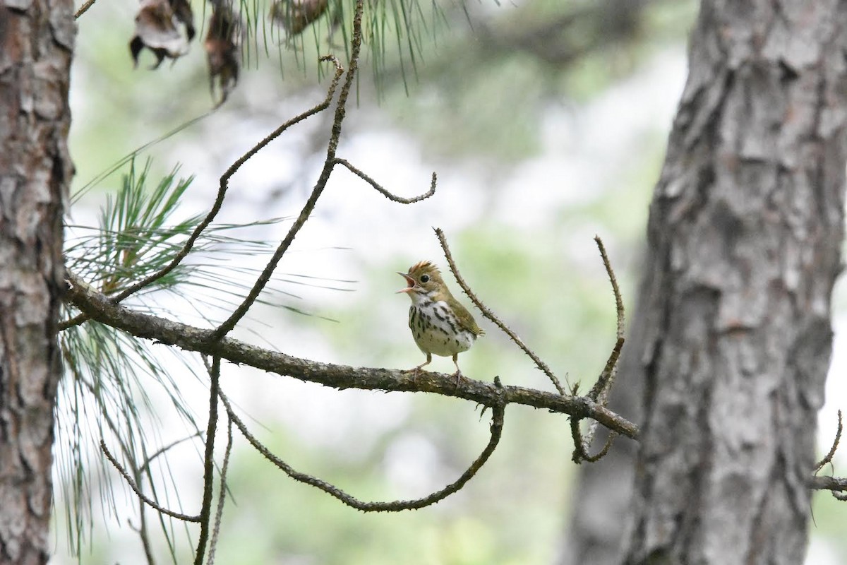 Ovenbird - Colin Krug