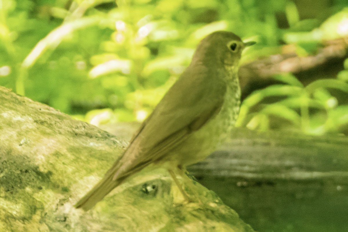 Swainson's Thrush - Scott Young