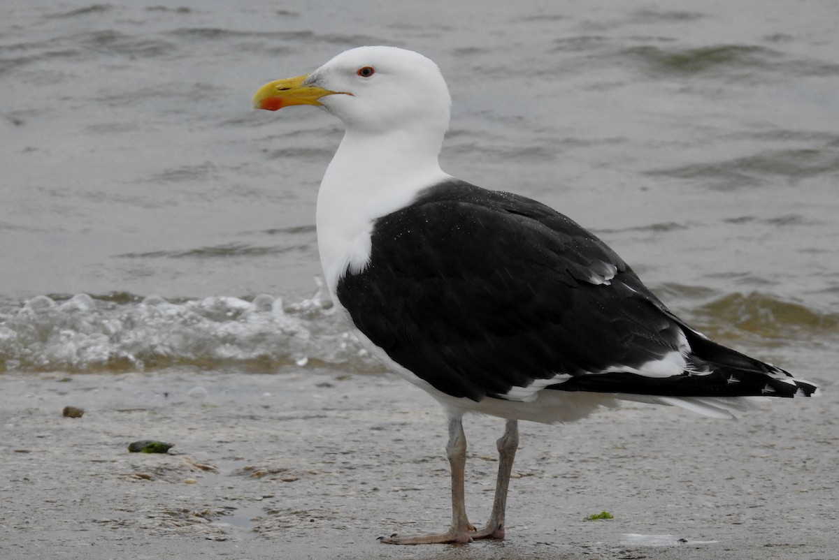 Great Black-backed Gull - Pedro Moreira