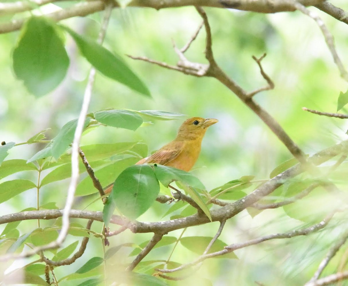 Summer Tanager - ML619139118