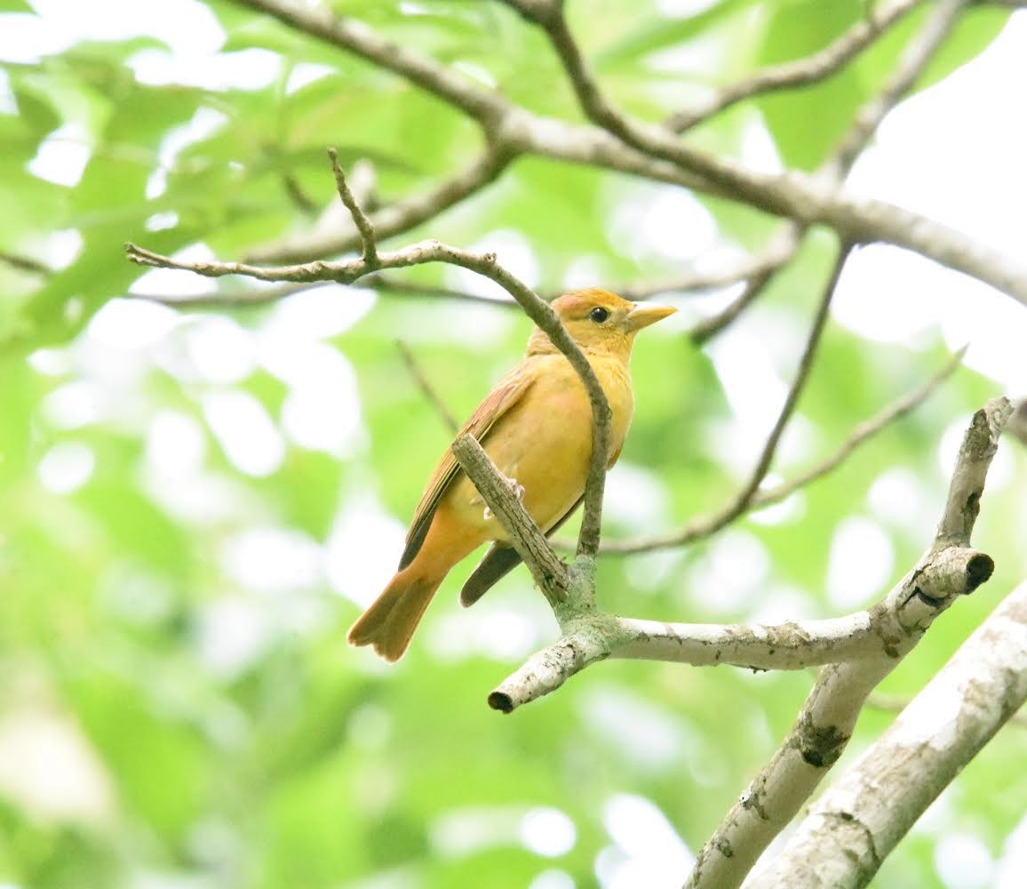 Summer Tanager - ML619139119