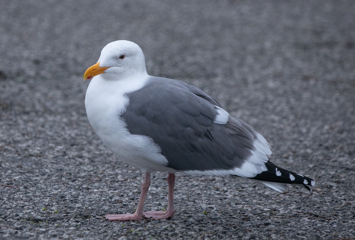 Western Gull - Hoeckman's Wildlife