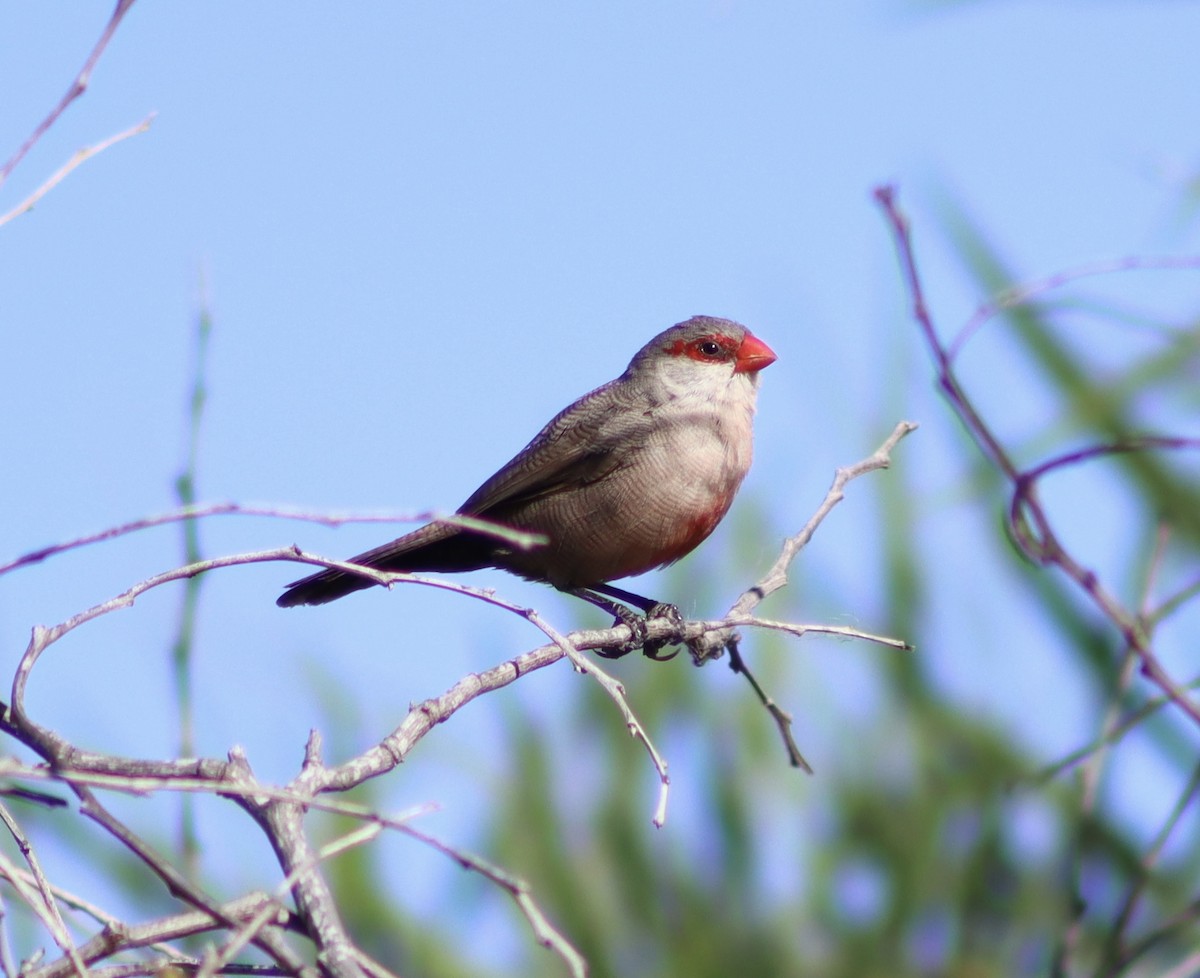 Common Waxbill - Mark Simmonds