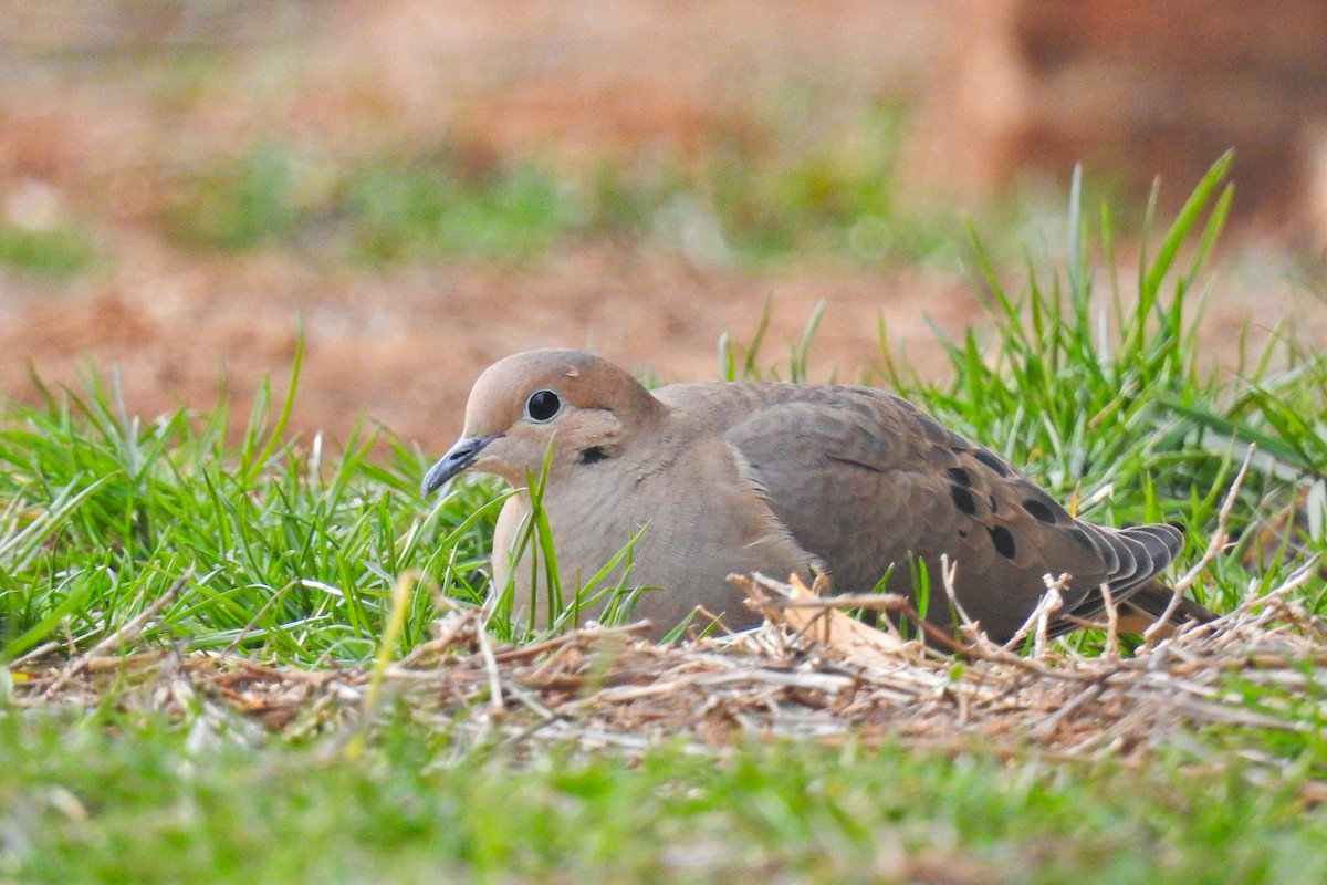 Mourning Dove - Jarvis Shirky