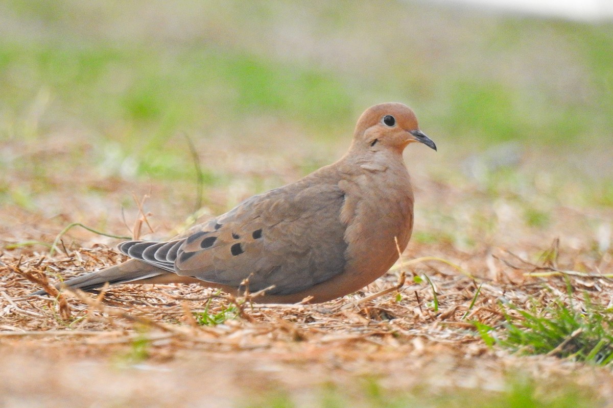 Mourning Dove - Jarvis Shirky