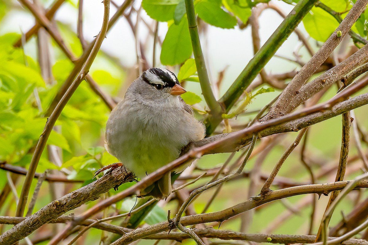 White-crowned Sparrow - Chris S. Wood