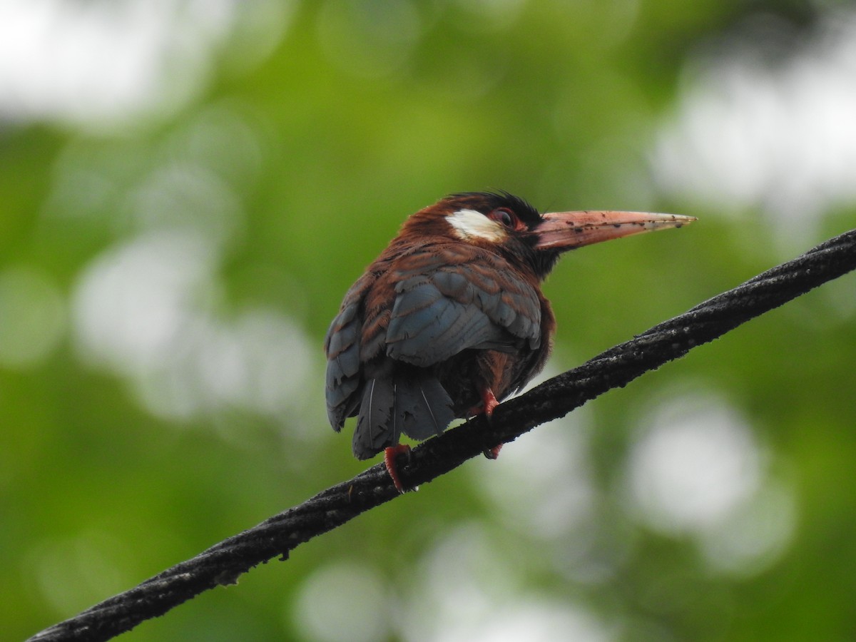 White-eared Jacamar - ML619139165