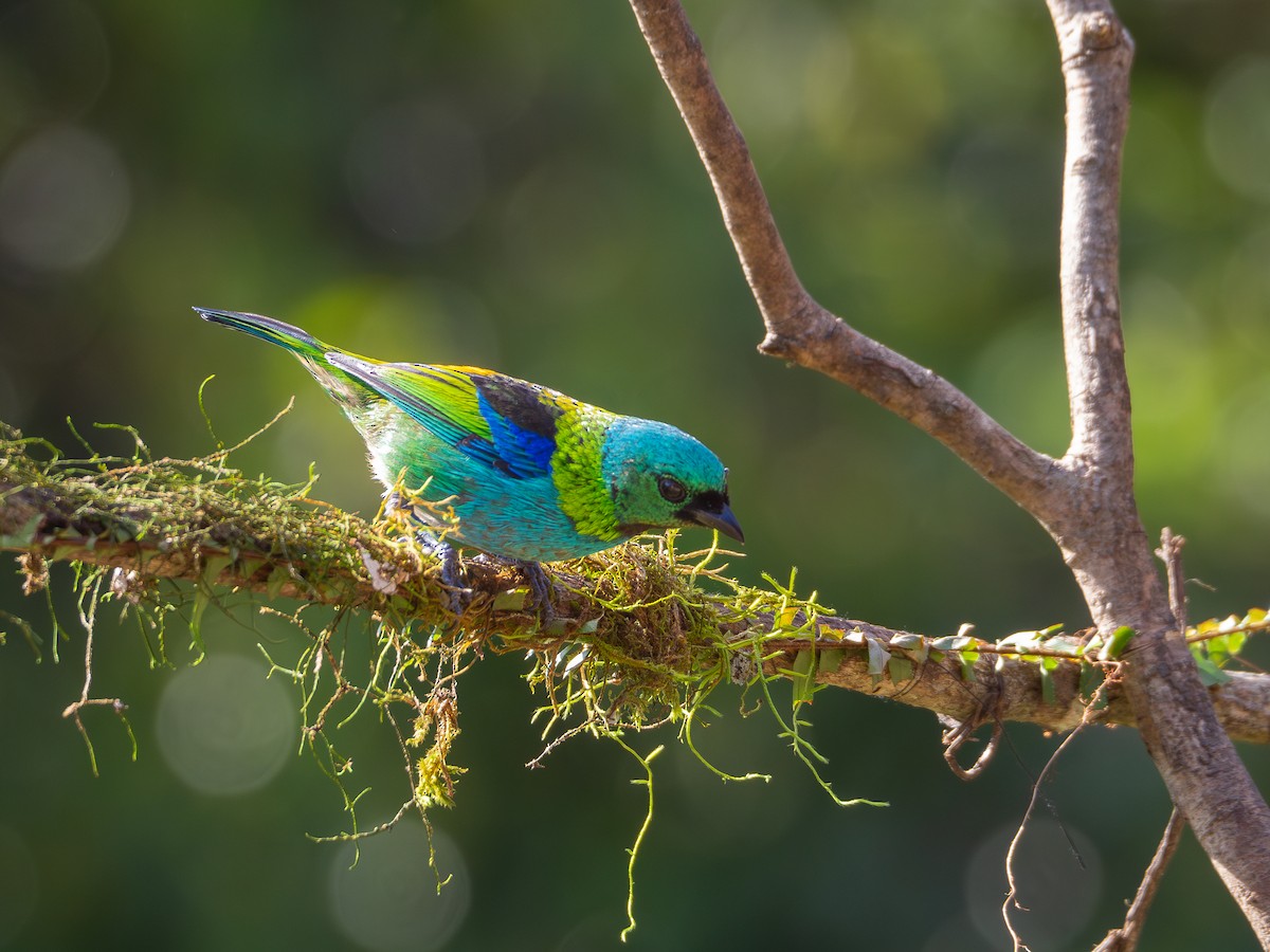 Green-headed Tanager - Vitor Rolf Laubé