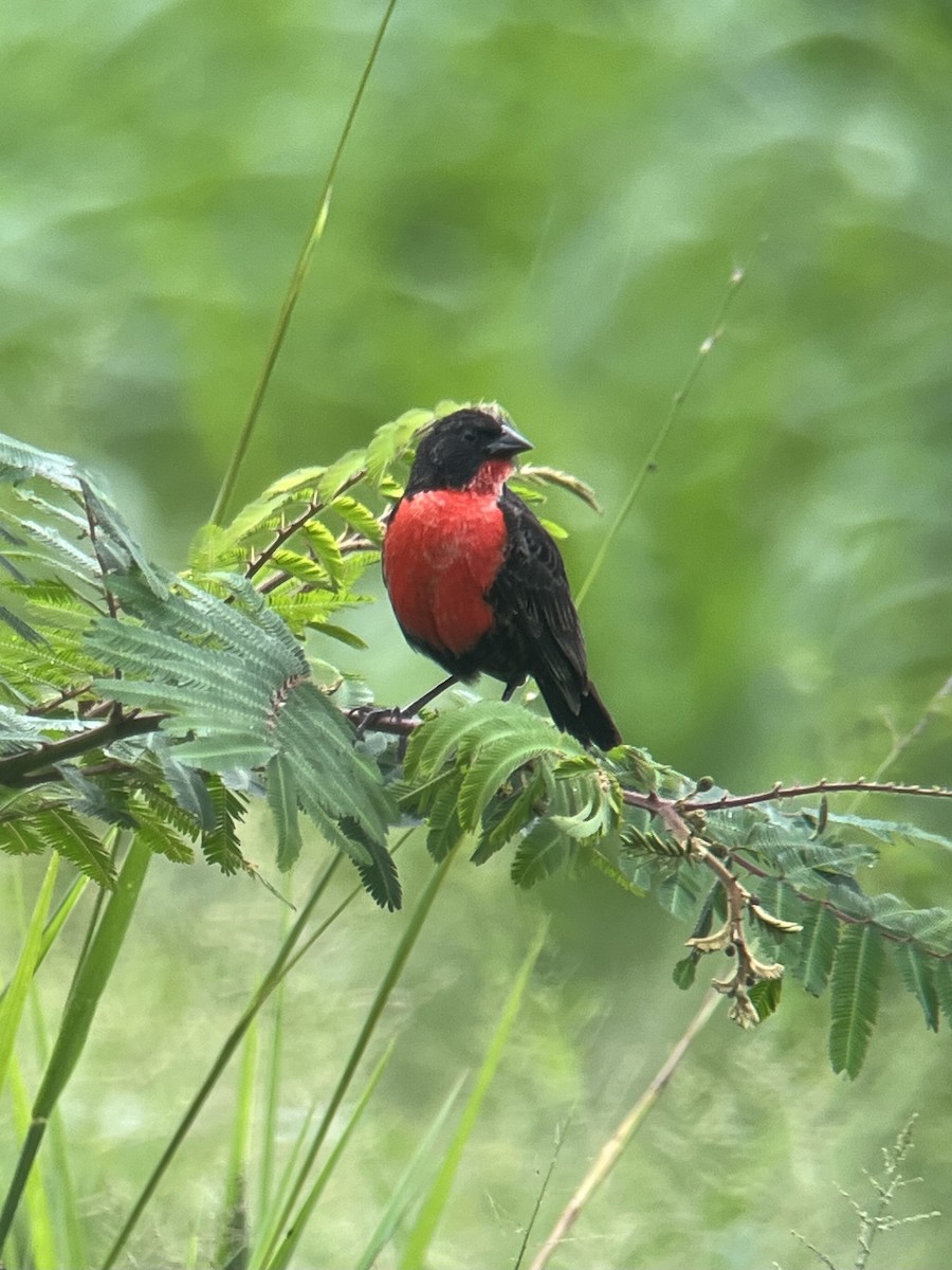 Red-breasted Meadowlark - Brenda Sánchez