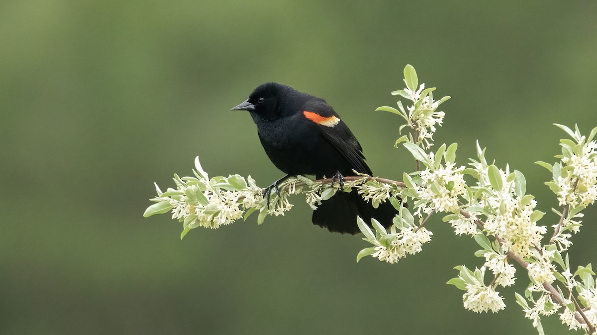 Red-winged Blackbird - R Miller