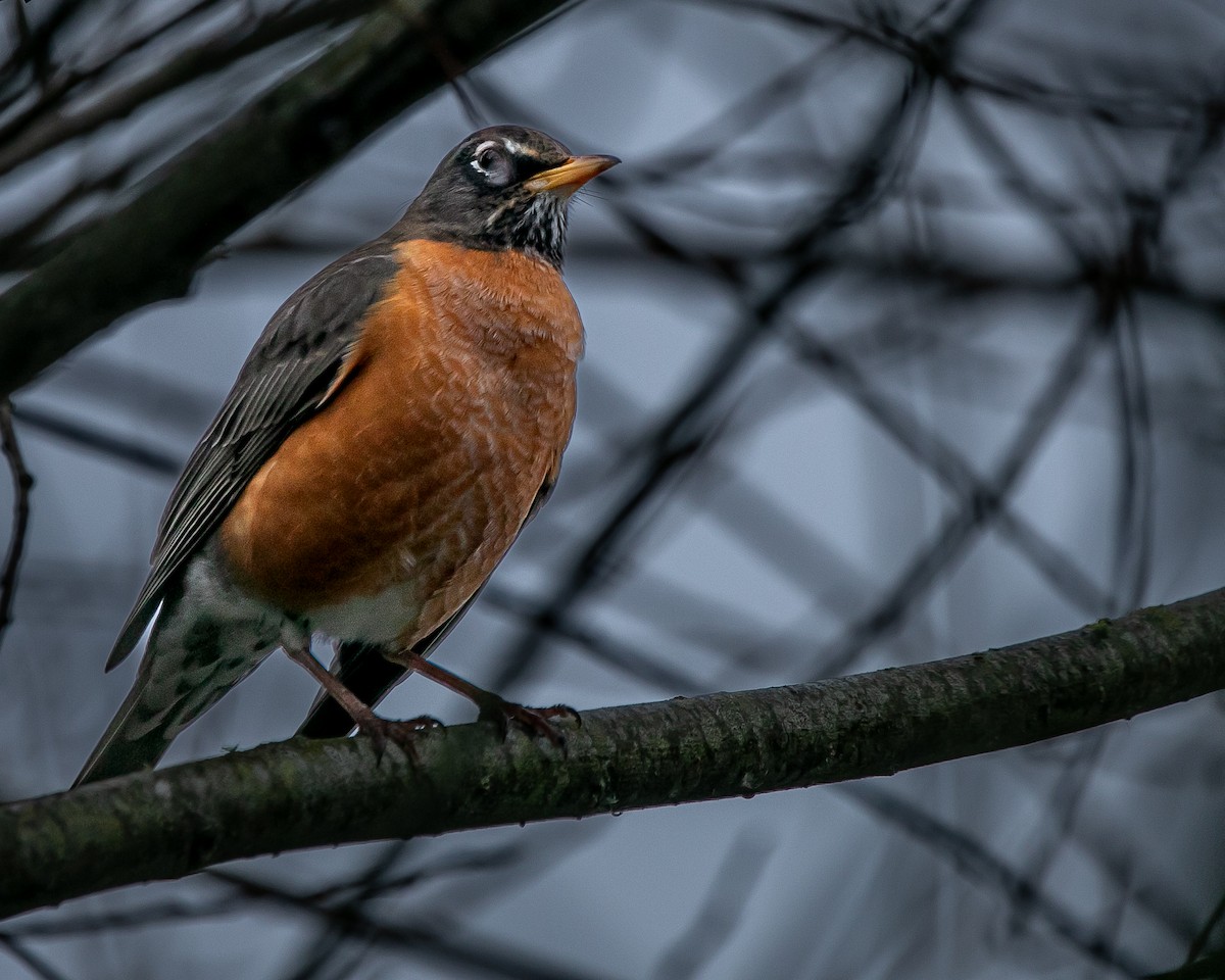 American Robin - Hoeckman's Wildlife