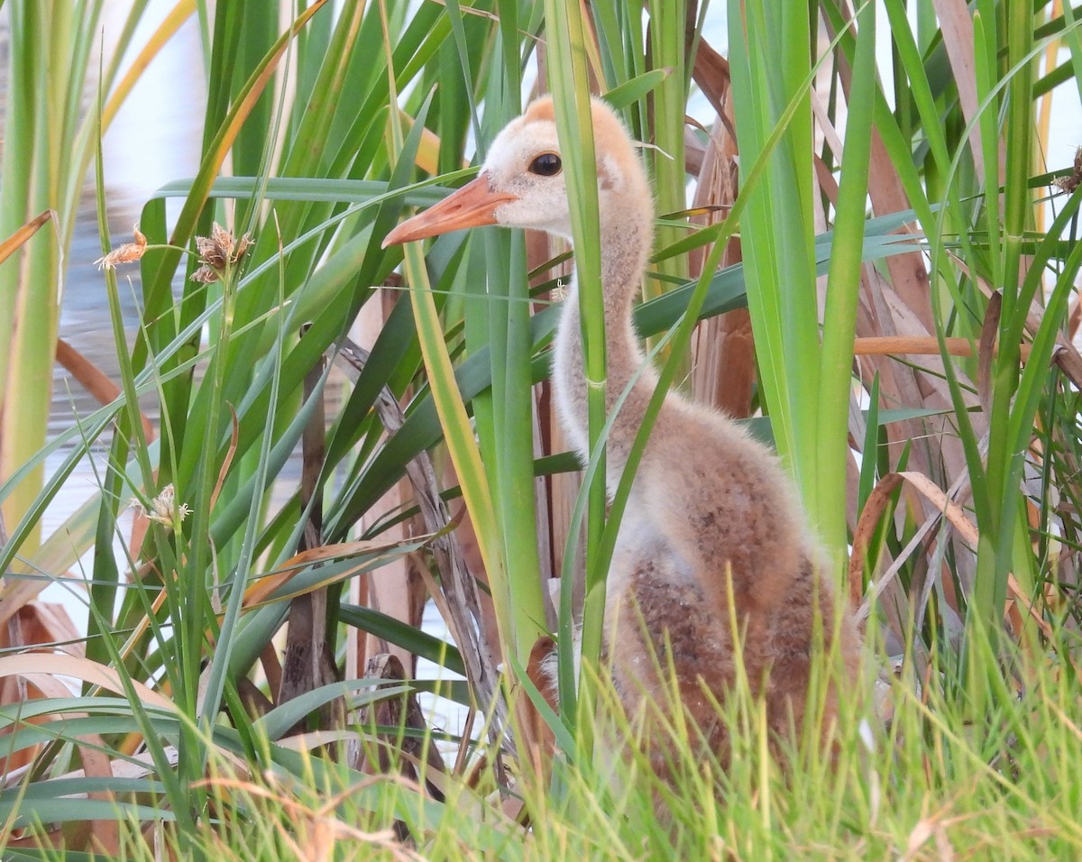 Sandhill Crane - Kimberly Snaric