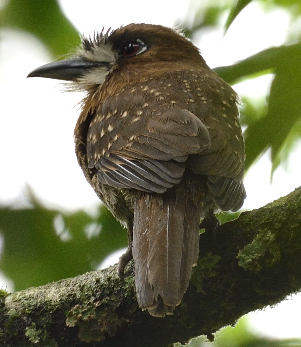 Moustached Puffbird - Alejandro López Chaves