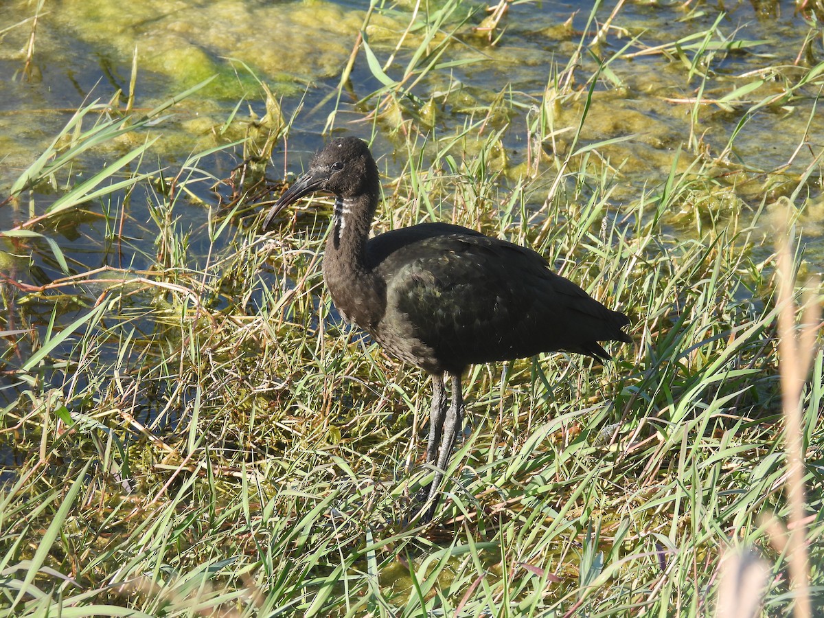 ibis hnědý - ML619139279