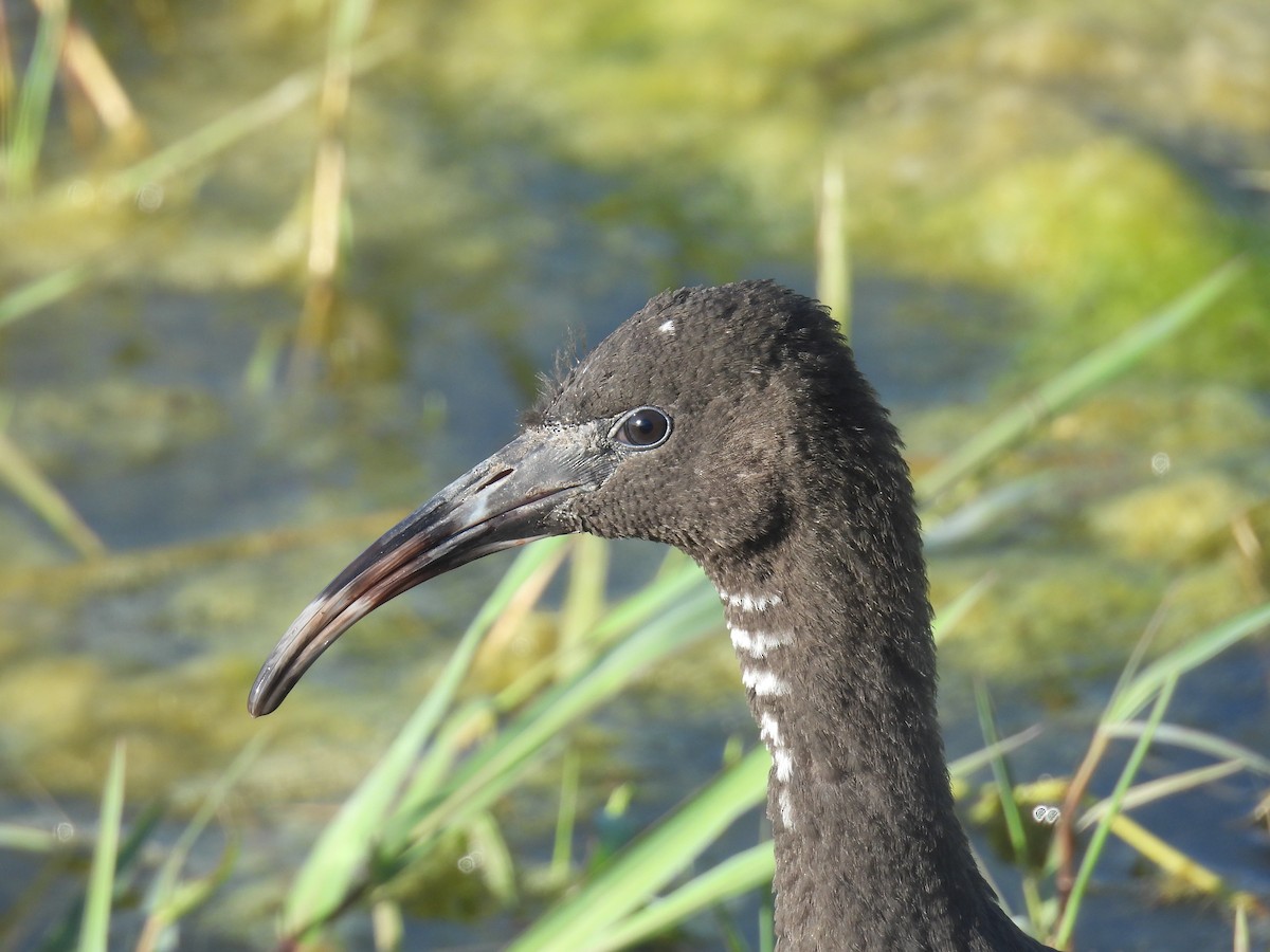 ibis hnědý - ML619139280